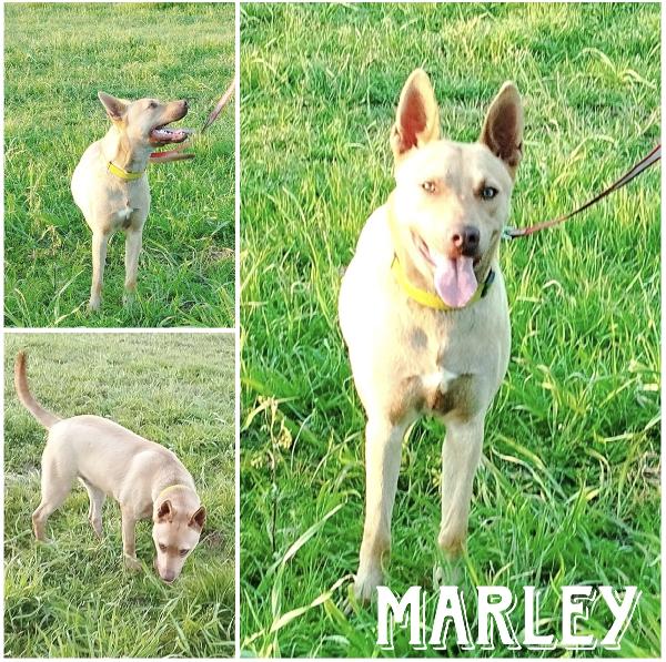 Mi Chiamo Marley E Aspetto Da Tanto Tempo Di Andare A Casa 