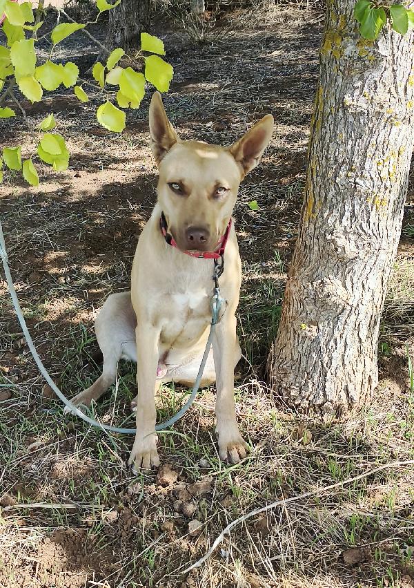 Mi chiamo Marley e aspetto da tanto tempo di andare a casa  Foto 2