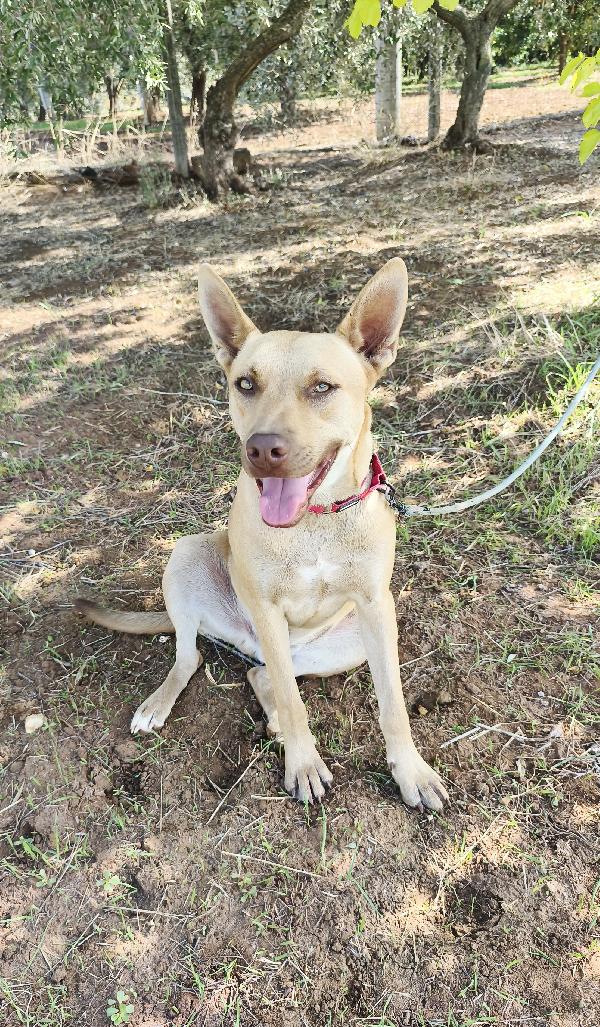 Mi chiamo Marley e aspetto da tanto tempo di andare a casa  Foto 7