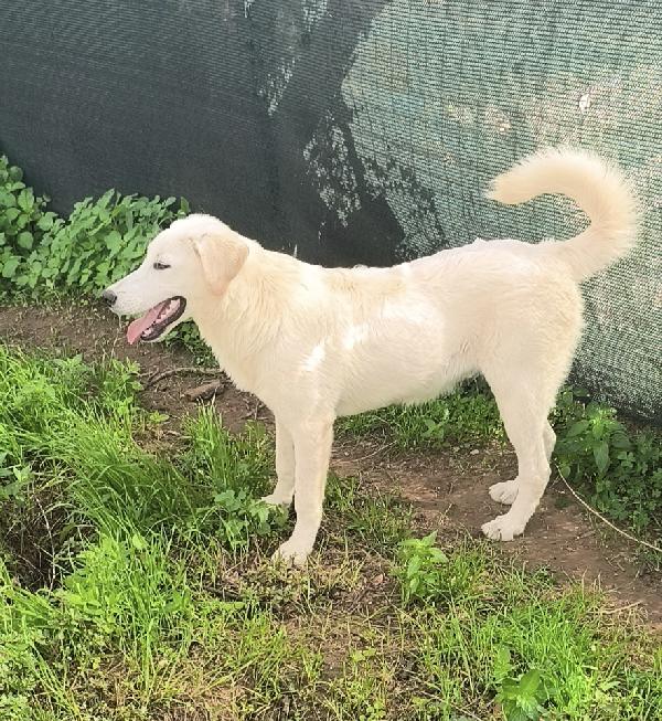 Una chance per Zack cucciolone in adozione  Foto 4