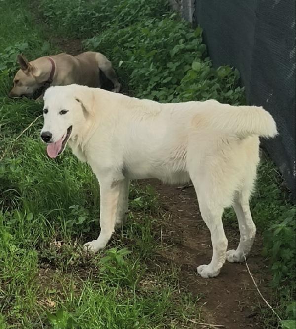 Una chance per Zack cucciolone in adozione  Foto 5