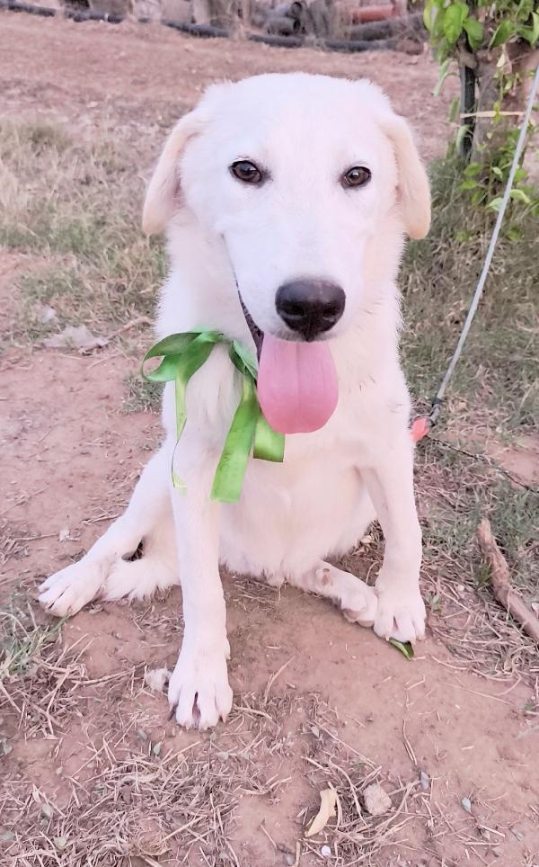 Una chance per Zack cucciolone in adozione  Foto 6