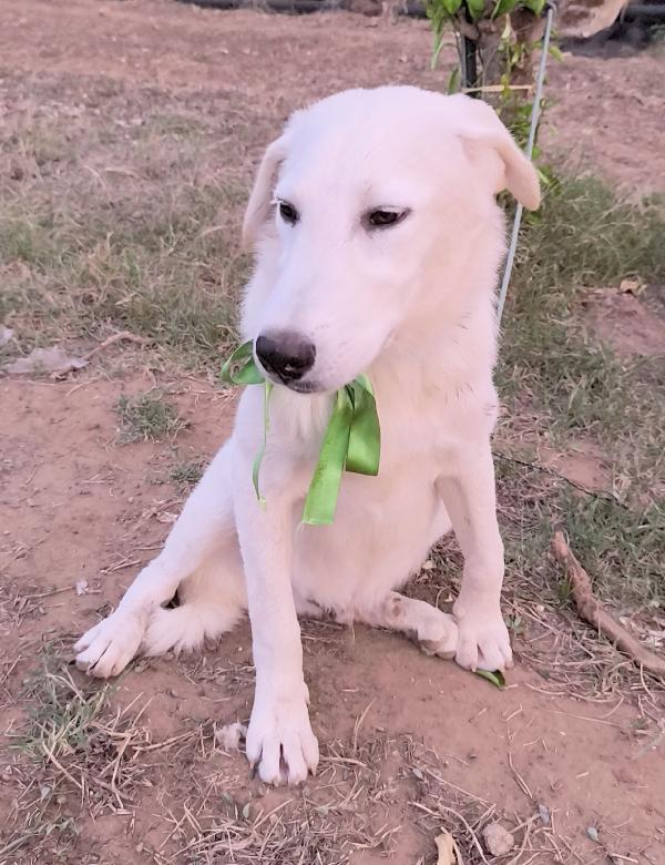 Una chance per Zack cucciolone in adozione  Foto 8