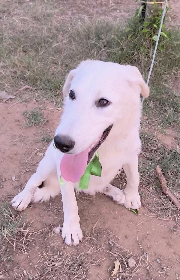 Una chance per Zack cucciolone in adozione  Foto 9