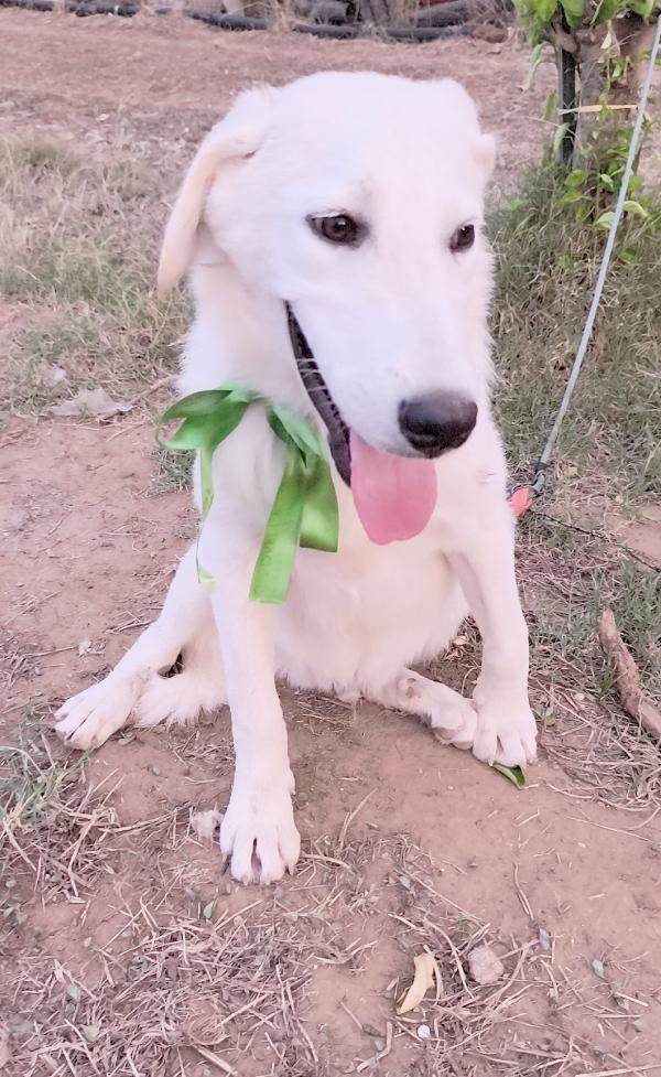 Una chance per Zack cucciolone in adozione  Foto 10