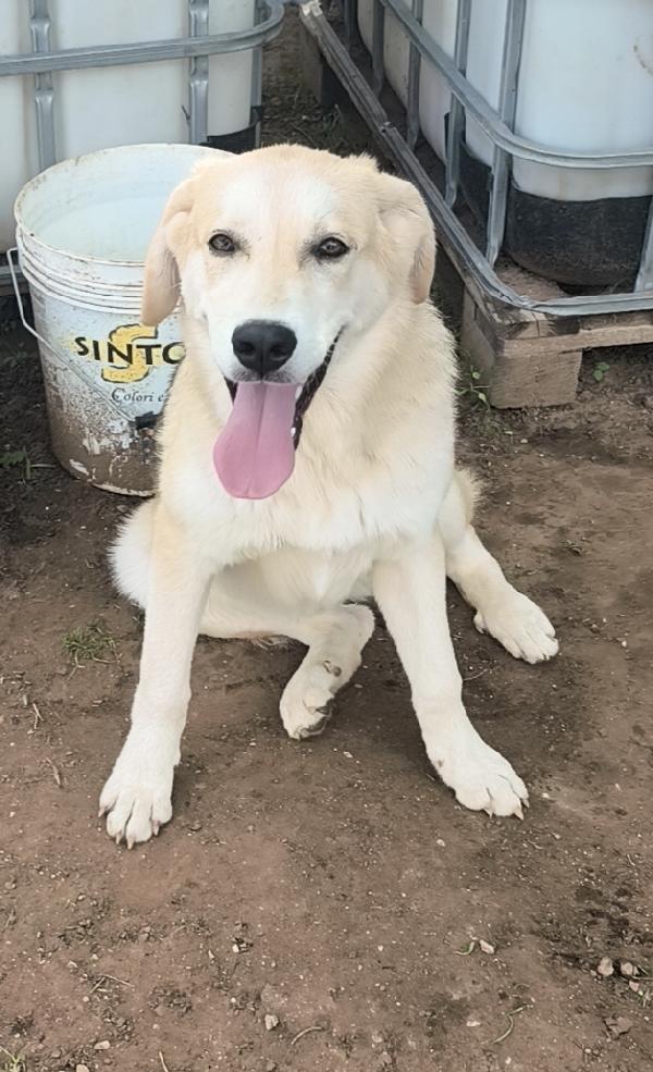 Una Famiglia Per Jago Un Dolce Cagnolino Che Cerca Disperatamente Casa 