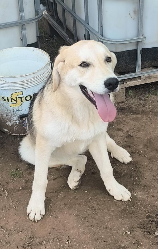 Una famiglia per Jago un dolce cagnolino che cerca disperatamente casa  Foto 2