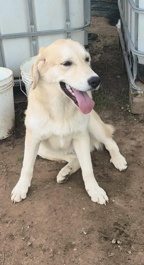 Una famiglia per Jago un dolce cagnolino che cerca disperatamente casa  Foto 3