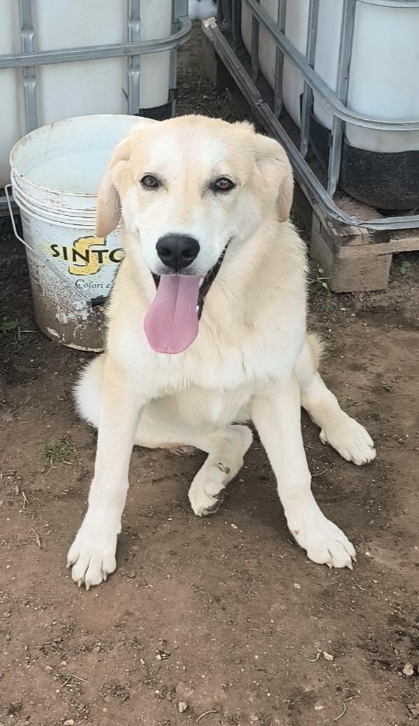 Una famiglia per Jago un dolce cagnolino che cerca disperatamente casa  Foto 4