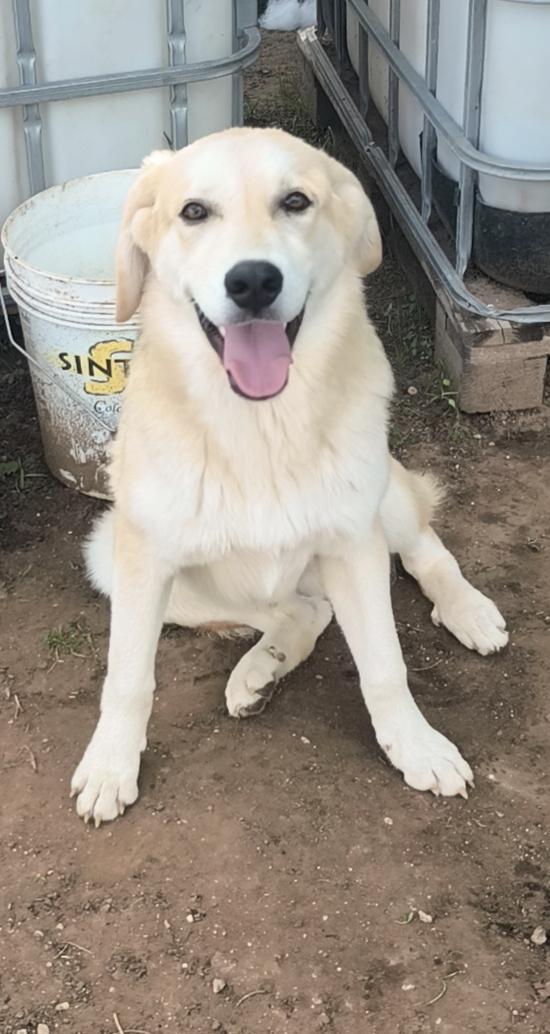 Una famiglia per Jago un dolce cagnolino che cerca disperatamente casa  Foto 5