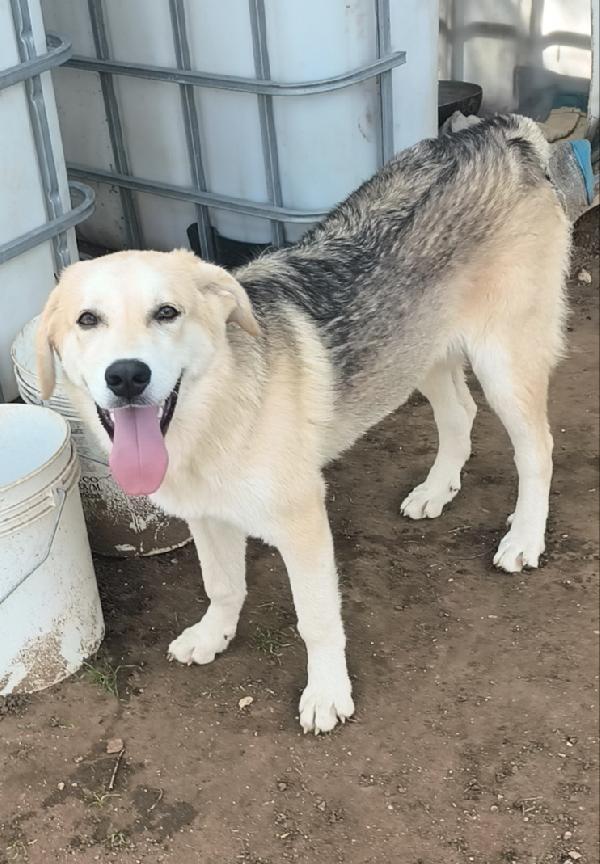 Una famiglia per Jago un dolce cagnolino che cerca disperatamente casa  Foto 6