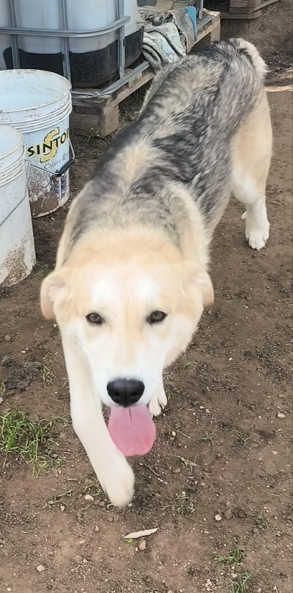 Una famiglia per Jago un dolce cagnolino che cerca disperatamente casa  Foto 7