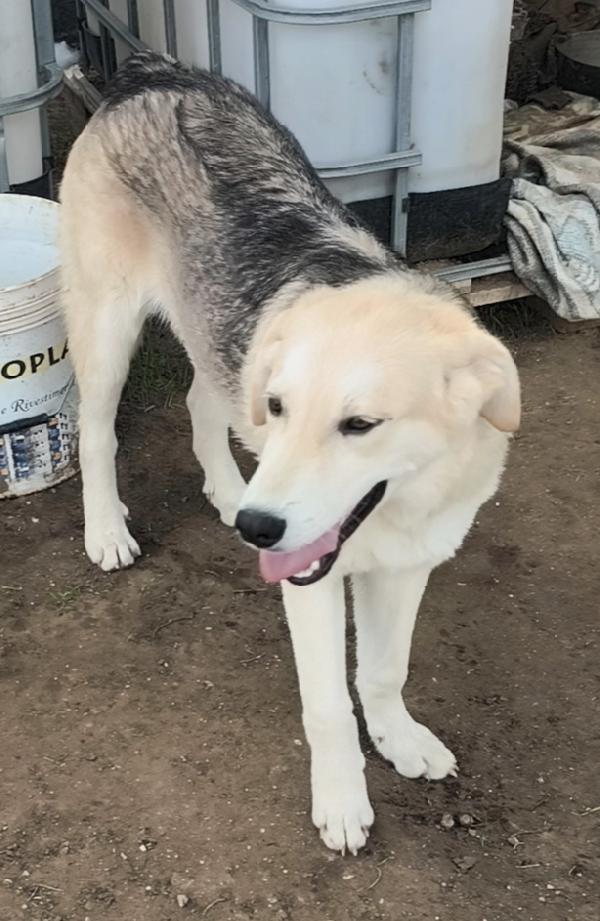 Una famiglia per Jago un dolce cagnolino che cerca disperatamente casa  Foto 8