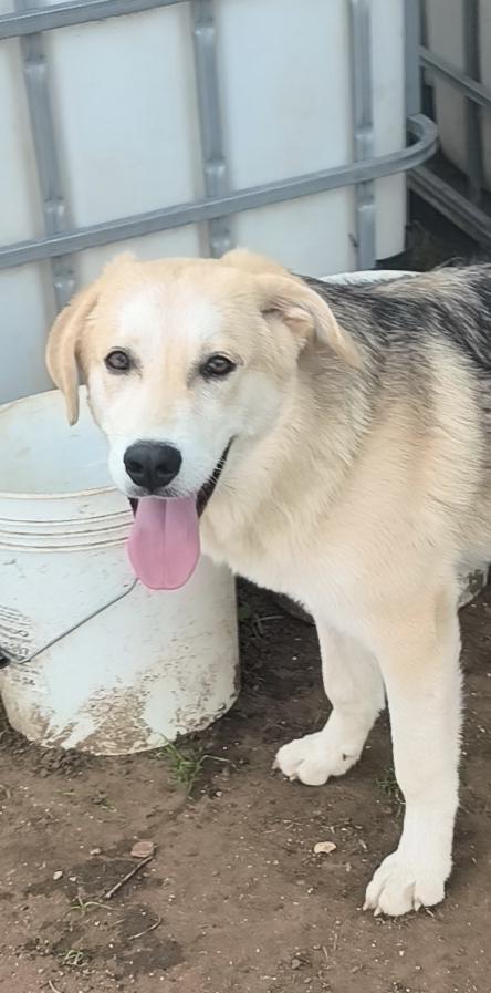 Una famiglia per Jago un dolce cagnolino che cerca disperatamente casa  Foto 9