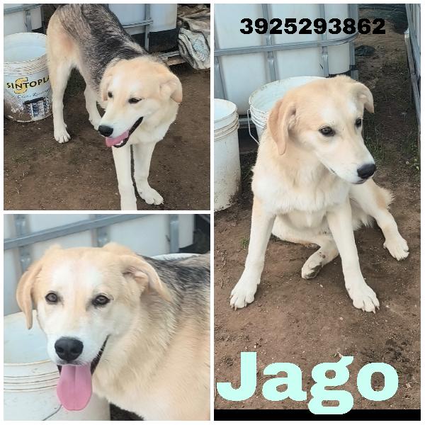 Una famiglia per Jago un dolce cagnolino che cerca disperatamente casa  Foto 10