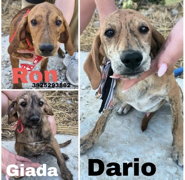 Bellissimi Cagnolini In Adozione 