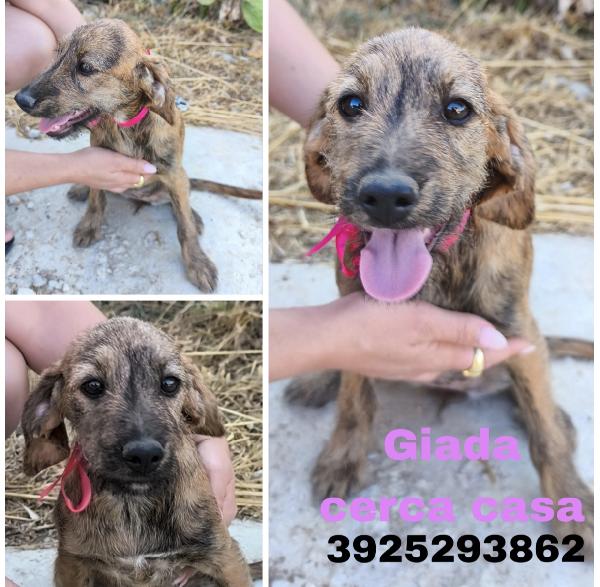 Bellissimi cagnolini in adozione  Foto 2