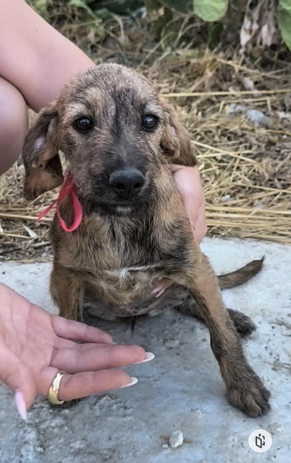Bellissimi cagnolini in adozione  Foto 3