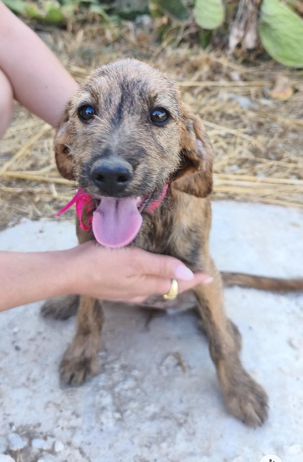 Bellissimi cagnolini in adozione  Foto 4