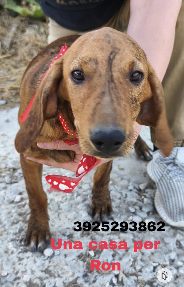 Bellissimi cagnolini in adozione  Foto 5