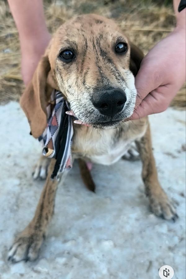 Bellissimi cagnolini in adozione  Foto 8