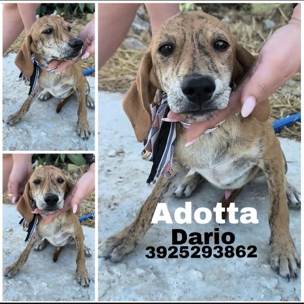 Ron e i suoi fratellini dolcissimi cagnolini in adozione  Foto 7