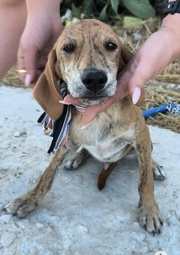Ron e i suoi fratellini dolcissimi cagnolini in adozione  Foto 8