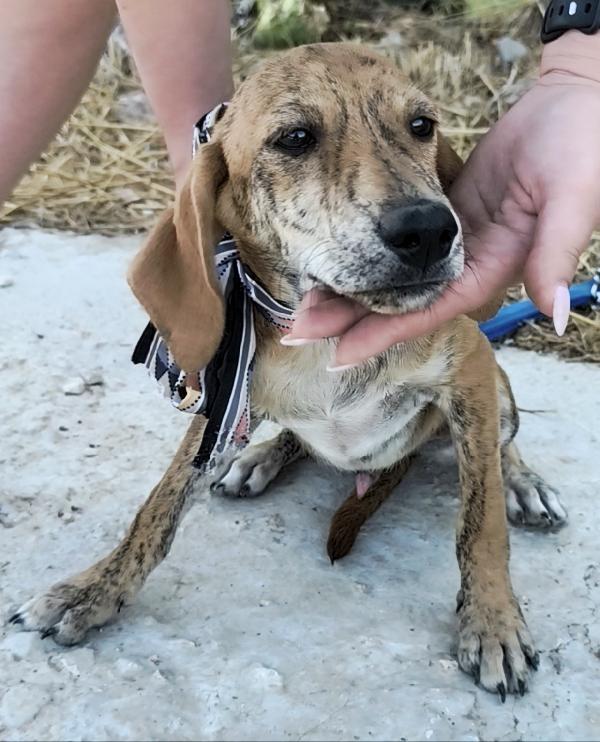 Dolcissimi cagnolini in adozione cercano casa  Foto 6