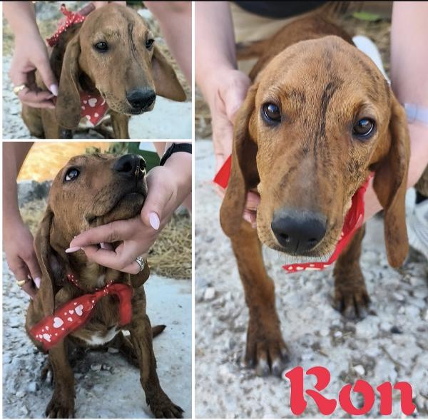 Dolcissimi cagnolini in adozione cercano casa  Foto 7