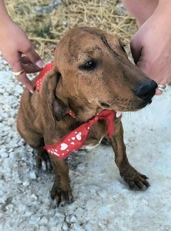Dolcissimi cagnolini in adozione cercano casa  Foto 9