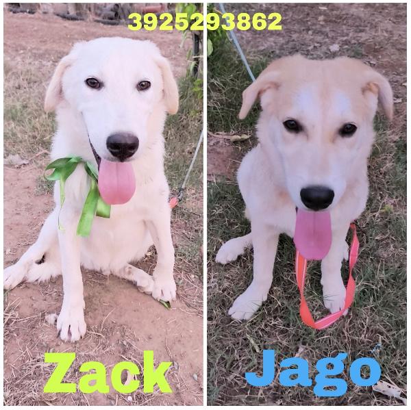 Un Amore Famiglia Per Zack E Jago