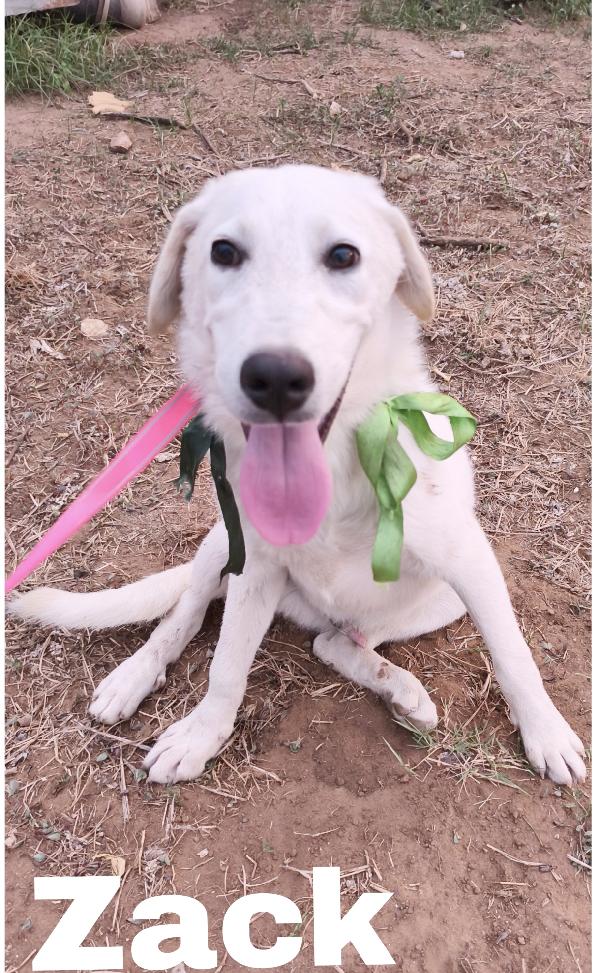 Un amore famiglia per Zack e Jago Foto 7