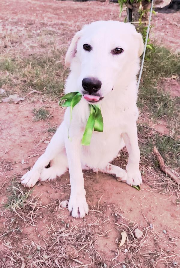 Un amore famiglia per Zack e Jago Foto 9