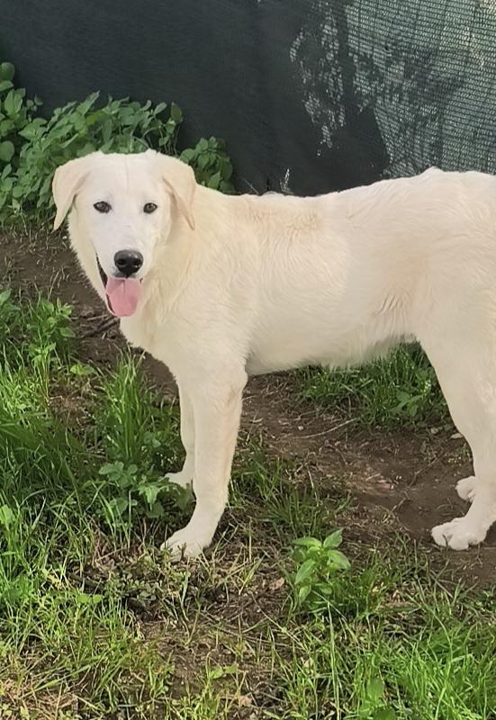 Zack sta crescendo in rifugio ma cerca la sua famiglia  Foto 2