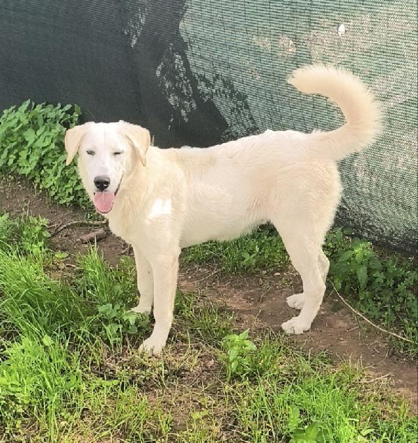 Zack sta crescendo in rifugio ma cerca la sua famiglia  Foto 3