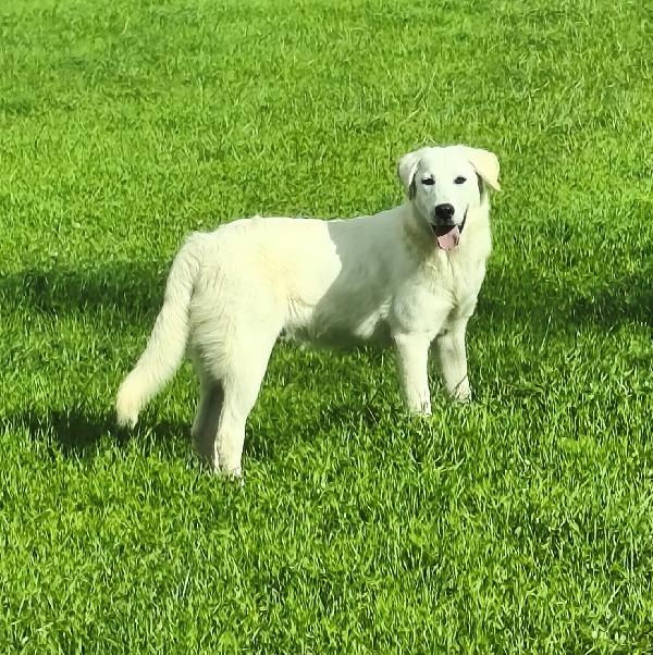 Zack sta crescendo in rifugio ma cerca la sua famiglia  Foto 4