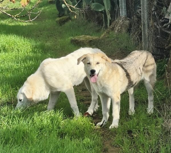 Zack sta crescendo in rifugio ma cerca la sua famiglia  Foto 6