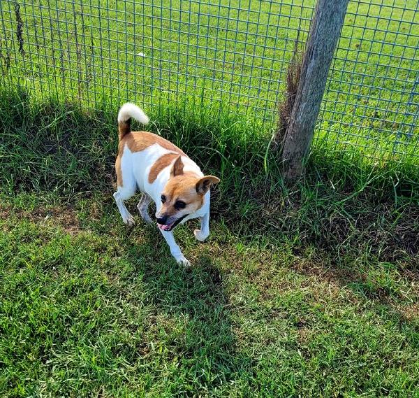 Tic derivato jack russell Foto 2