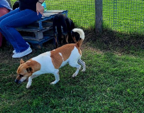 Tic derivato jack russell Foto 3