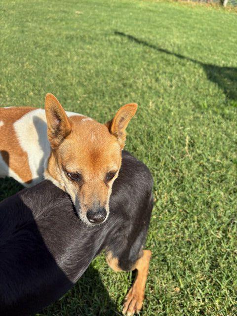 Tic derivato jack russell Foto 4