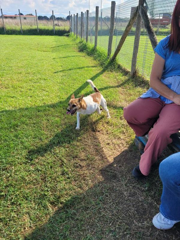 Tic derivato jack russell Foto 6