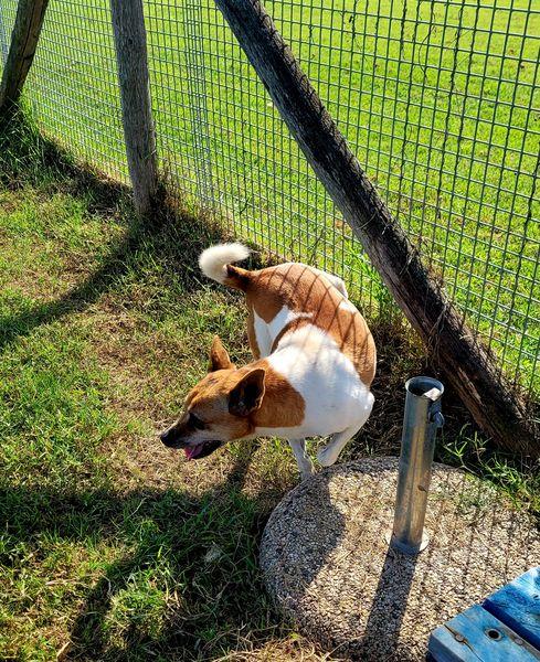 Tic derivato jack russell Foto 7