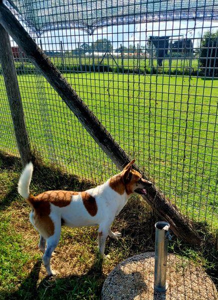 Tic derivato jack russell Foto 8