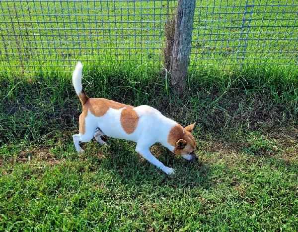 Tic derivato jack russell Foto 9