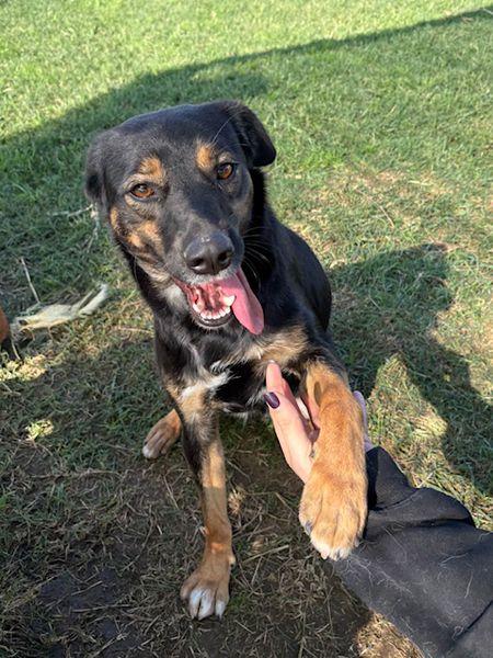 Tac, giovanissima, piccola e dolce Foto 3