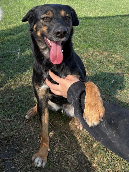 Tac, giovanissima, piccola e dolce Foto 4