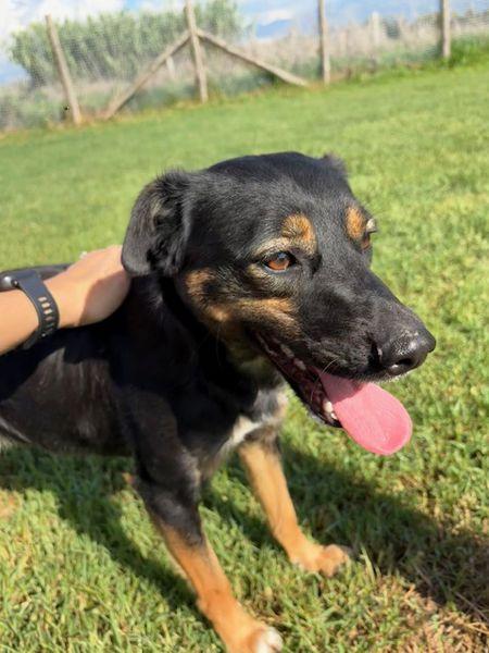 Tac, giovanissima, piccola e dolce Foto 5