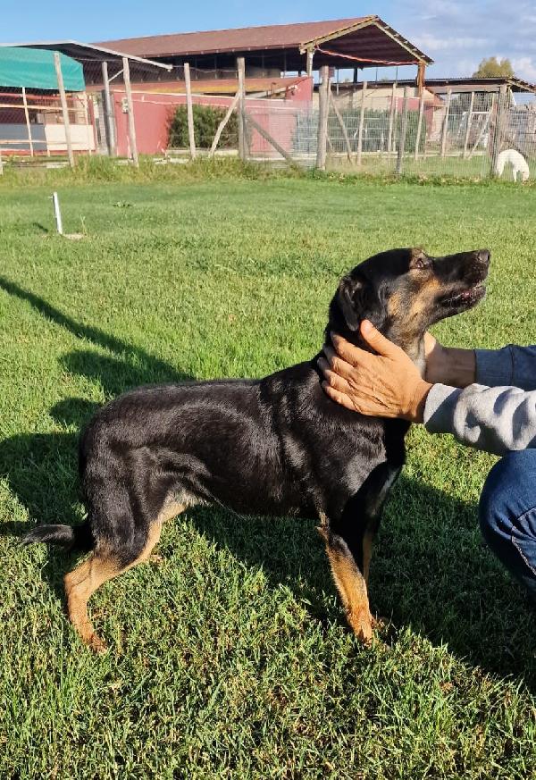 Tac, giovanissima, piccola e dolce Foto 7