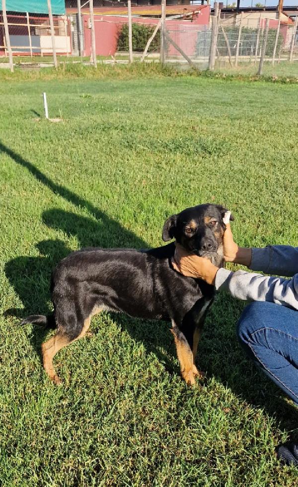 Tac, giovanissima, piccola e dolce Foto 8