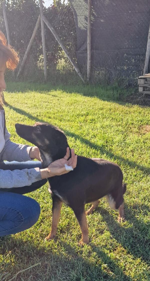 Tac, giovanissima, piccola e dolce Foto 12